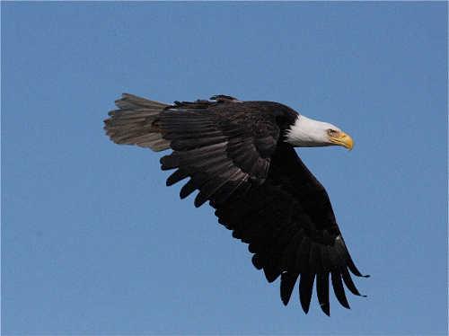 barnwellbaldeagle