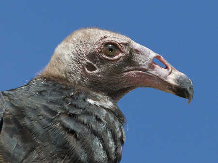 barnwellbuzzard