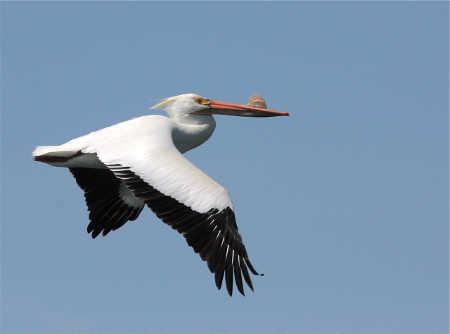 barnwellpelican
