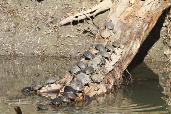 barnwellturtles