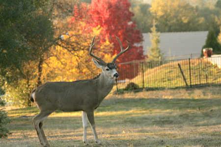 cdfwdeer