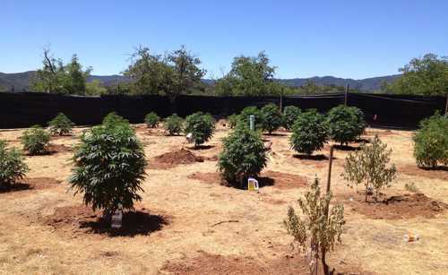 lakeportmjgrow