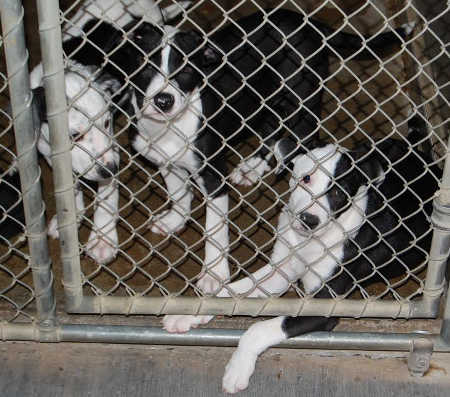 spcafeaturepups