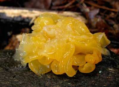 witchesbutter