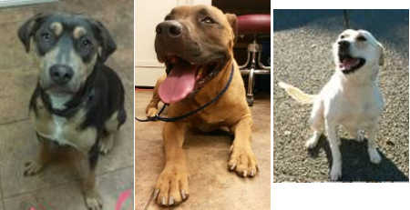 012916spcawaitingdogs