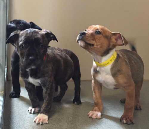 033116pups
