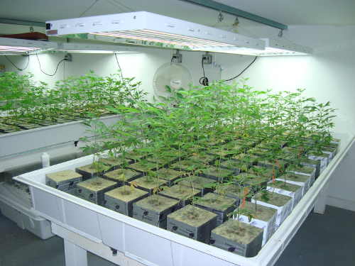 052616lowerlakemjgrow