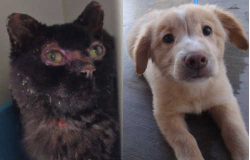 102615valleyfirepets