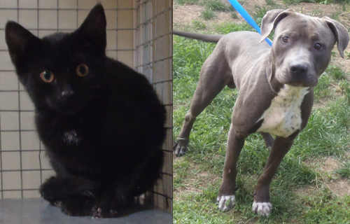 110515valleyfirepets