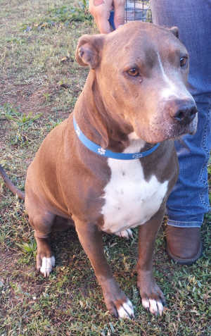 "Ruger" is a male pit bull terrier mix in kennel No. 15, ID No. 4022. Photo courtesy of Lake County Animal Care and Control. 15ruger