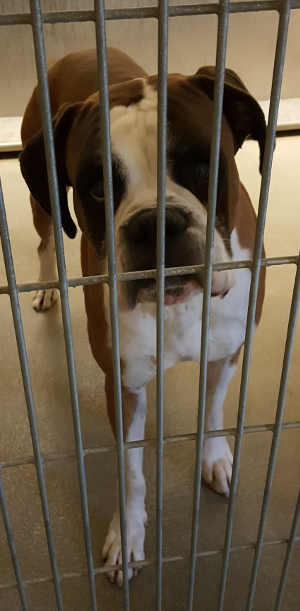 This male boxer mix is in kennel No. 16, ID No. 4274. Photo courtesy of Lake County Animal Care and Control. 16boxerbrown