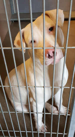 This female pit bull terrier mix is in kennel No. 17, ID No. 4276. Photo courtesy of Lake County Animal Care and Control. 17whitepit