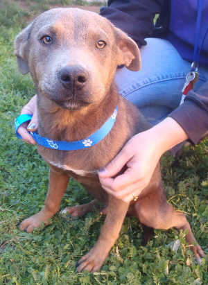"Zeus" is a male shepherd mix in kennel No. 18a, ID No. 4017. Photo courtesy of Lake County Animal Care and Control. 18azeus