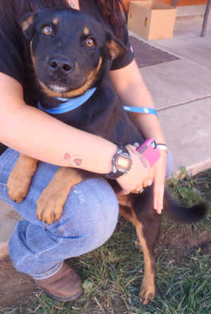"Beast" is a male shepherd mix in kennel No. 18b, ID No. 4018. Photo courtesy of Lake County Animal Care and Control. 18bbeast