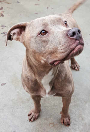 This female pit bull mix is in kennel No. 18, ID No. 3194. Photo courtesy of Lake County Animal Care and Control. 18pitsweetgirl