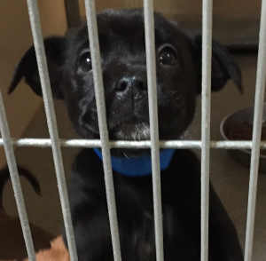 “Yogi Jr.” is a male Labrador-Retriever mix puppy in kennel No. 19a, ID No. 4573. Photo courtesy of Lake County Animal Care and Control. 19ayogijr