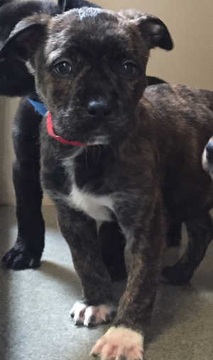 This male Labrador-Retriever mix puppy is in kennel No. 19b, ID No. 4575. Photo courtesy of Lake County Animal Care and Control. 19blabpitpup