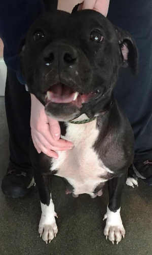 This female pit bull terrier mix is in kennel No. 19, ID No. 4213. Photo courtesy of Lake County Animal Care and Control. 19blackpit