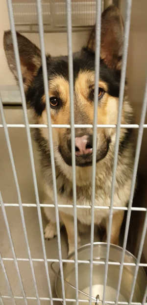 This male German Shepherd mix is in kennel No. 20, ID No. 4252. Photo courtesy of Lake County Animal Care and Control. 20gsdmix