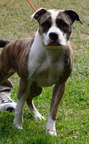 "Maddie" is a female pit bull terrier in kennel No. 22, ID No. 3193. Photo courtesy of Lake County Animal Care and Control. 22maddie
