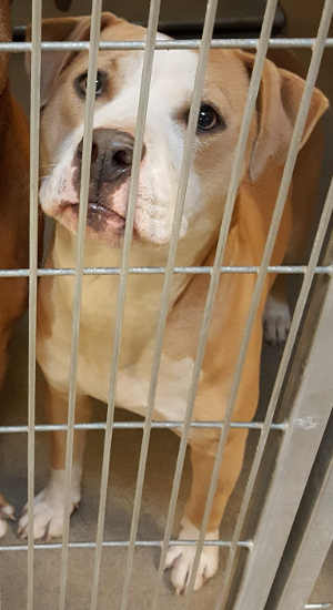 This female pit bull terrier mix is in kennel No. 23, ID No. 4305. Photo courtesy of Lake County Animal Care and Control. 23brownwhitepit
