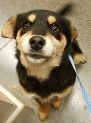 This young male shepherd mix is in kennel No. 23, ID No. 4219. Photo courtesy of Lake County Animal Care and Control. 23maleshepmix