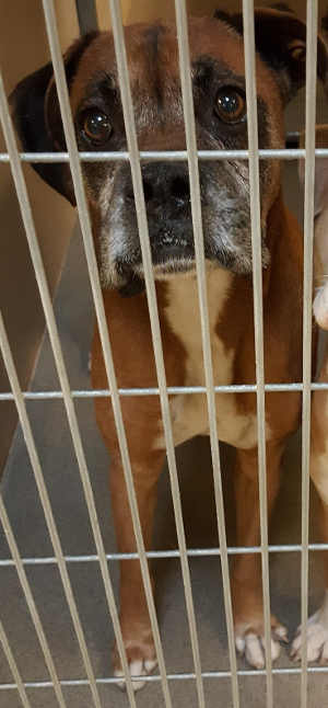 This male boxer mix is in kennel No. 24, ID No. 4304. Photo courtesy of Lake County Animal Care and Control. 24olderboxer