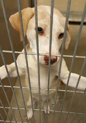 This male Labrador Retriever-hound mix pup is in kennel No. 25, ID No. 4115. Photo courtesy of Lake County Animal Care and Control. 25labhoundpup