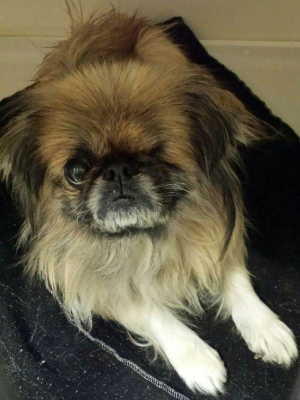 This female Pekingese-Shih Tzu mix is in kennel No. 25, ID No. 3935. Photo courtesy of Lake County Animal Care and Control. 25pekingesemix
