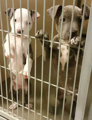 These pit bull puppies are in kennels No. 26a and No. 26b, ID Nos. 4110 and 4228. Photo courtesy of Lake County Animal Care and Control. 26abpitpups