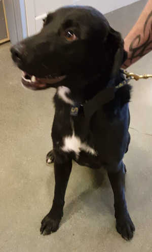 This male Labrador Retriever mix is in kennel No. 26, ID No. 4303. Photo courtesy of Lake County Animal Care and Control. 26blacklabmix