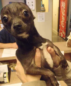 “Papi” is a male Chihuahua mix in kennel No. 26, ID No. 4642. Photo courtesy of Lake County Animal Care and Control. 26papichi