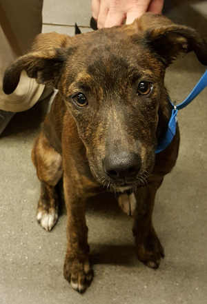 This young female shepherd-pit bull terrier mix is in kennel No. 27, ID No. 4201. Photo courtesy of Lake County Animal Care and Control. 27brindlesheppit