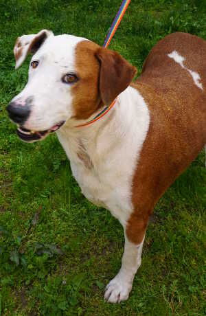 This male hound-Labrador Retriever mix is in kennel No. 2, ID No. 4628. Photo by Elizabeth Larson. 2houndtripod