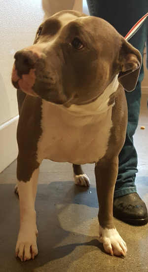 “Shorty” is a male pit bull in kennel No. 2, ID No. 4200. Photo courtesy of Lake County Animal Care and Control. 2shortygraypit