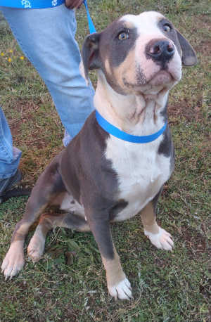 This female pit bull terrier mix is in kennel No. 30, ID No. 3982. Photo courtesy of Lake County Animal Care and Control. 30graypitgirl