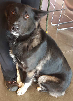 This male shepherd-Australian Shepherd mix is in kennel No. 31, ID No. 4197. Photo courtesy of Lake County Animal Care and Control. 31blackshepherdmix