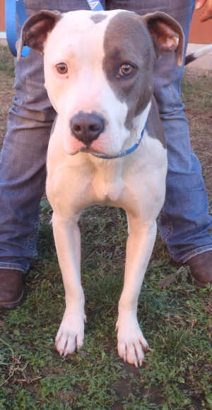 This female pit bull terrier mix is in kennel No. 32a, ID No. 4015. Photo courtesy of Lake County Animal Care and Control. 32apitmixgirl