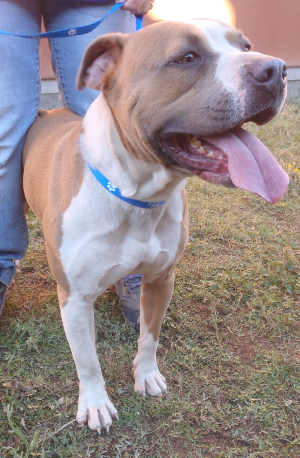 This male pit bull terrier mix is in kennel No. 32b, ID No. 4016. Photo courtesy of Lake County Animal Care and Control. 32bbrownpitmix