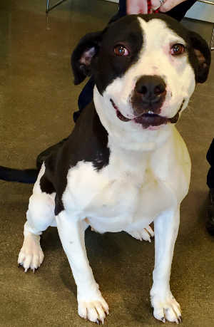This female hound mix is in kennel No. 32, ID No. 4271. Photo courtesy of Lake County Animal Care and Control. 32houndbwmix