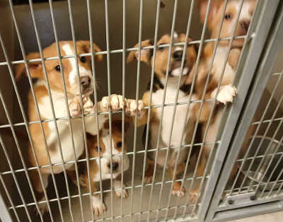 These seven Australian Cattle Dog and shepherd puppies shown above and below – four females and three males – are in kennels No. 33a through 33d, and No. 34a through 34c, ID Nos. 4243 through 4249. Photos courtesy of Lake County Animal Care and Control. 33adpuppies