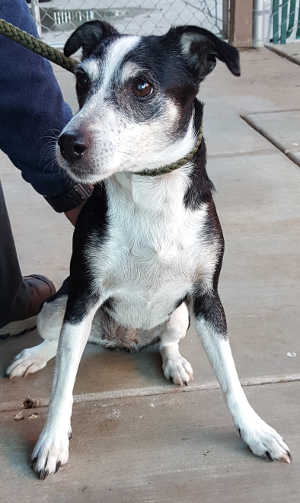 This female Jack Russell terrier mix is in kennel No. 34, ID NO. 4210. Photo courtesy of Lake County Animal Care and Control. 34jackrussellgirl