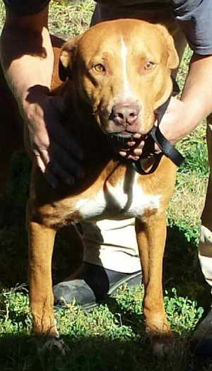 This male shepherd-pit bull terrier mix is in kennel No. 3, ID No. 3937. Photo courtesy of Lake County Animal Care and Control. 3sheppitbull