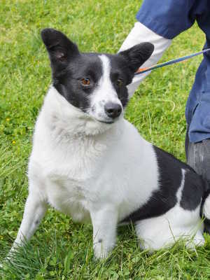 “Missy” is a female rat terrier and border collie mix in kennel No. 6, ID No. 4231. This male hound-Labrador Retriever mix is in kennel No. 2, ID No. 4628. Photo by Elizabeth Larson. 6missynew
