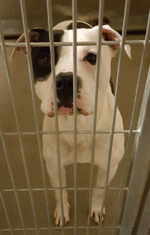 This male pit bull terrier mix is in kennel No. 6, ID No. 4234. Photo courtesy of Lake County Animal Care and Control. 6piteyepatch
