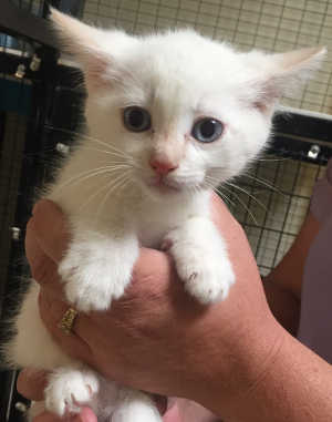 This male domestic medium hair kitten is in cat room kennel No. 70a, ID No. 4966. Photo courtesy of Lake County Animal Care and Control. 70awhitekitten