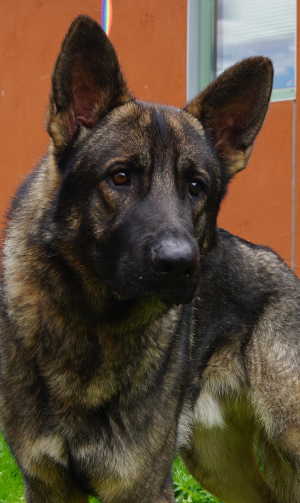 This male German Shepherd is in kennel No. 7, ID No. 4565. Photo by Elizabeth Larson. 7gsdmalenew