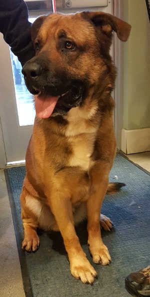 “Parkah” is a male shepherd-retriever mix in kennel No. 8, ID No. 4220. Photo courtesy of Lake County Animal Care and Control. 8parkah