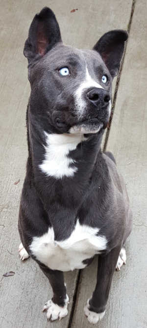 This female border collie-husky mix is in kennel No. 9, ID No. 4217. Photo courtesy of Lake County Animal Care and Control. 9bluehuskymix