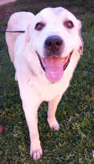 This male Great Pyrenees mix is in kennel No. 9, ID No. 3988. Photo courtesy of Lake County Animal Care and Control. 9greatpyreneesmix